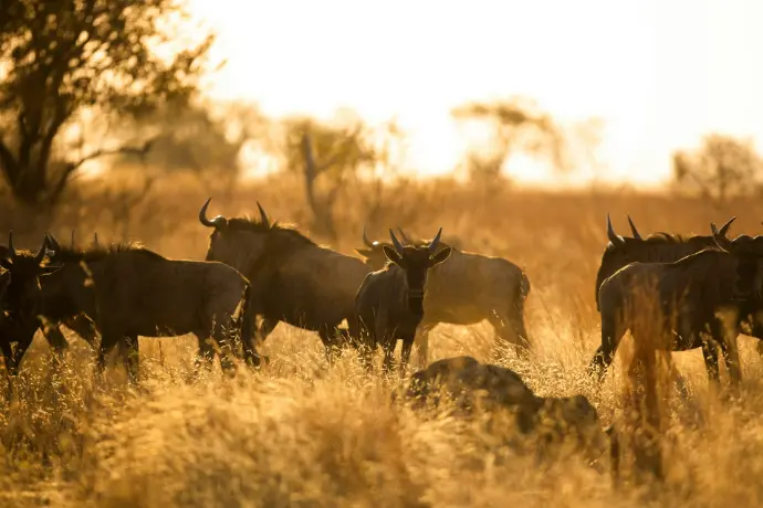 herd of deer on brown grass field during daytime